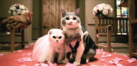 猫中吴彦祖张嘴就是爱情金句|爱情|喵星人|女神_新浪娱乐_新浪网