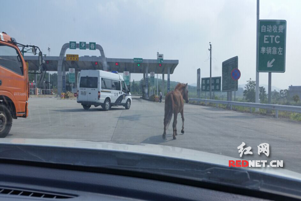宝马空降岳临高速郴州高速交警发布认马启事
