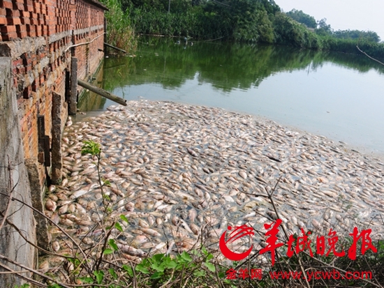 茂名40亩鱼塘鱼苗大面积死亡 事主疑与高铁建