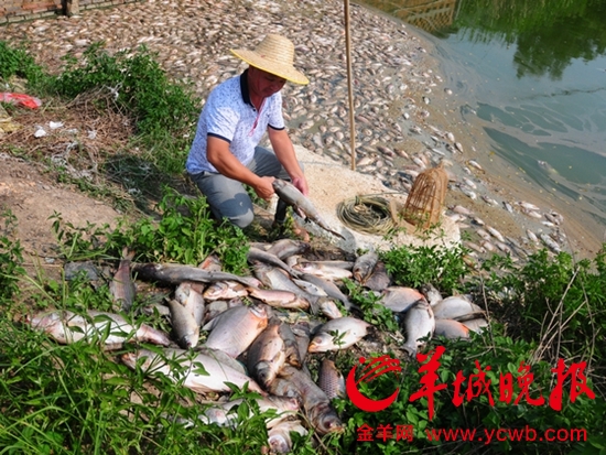 茂名40亩鱼塘鱼苗大面积死亡 事主疑与高铁建