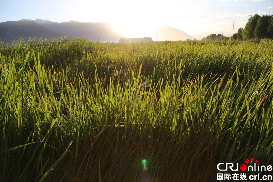 与自然和谐相处的天堂(高清组图)|湿地|拉萨|拉