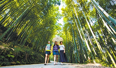 去吧!铜梁永嘉万亩竹海 一年四季都好耍|永嘉|竹