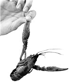 深圳街边小摊疑用隔夜虾|小龙虾|深圳