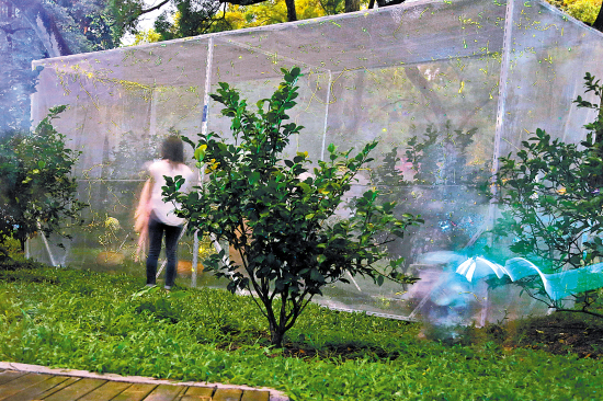 蚊帐萤火虫展|萤火虫|蚊帐|珠海