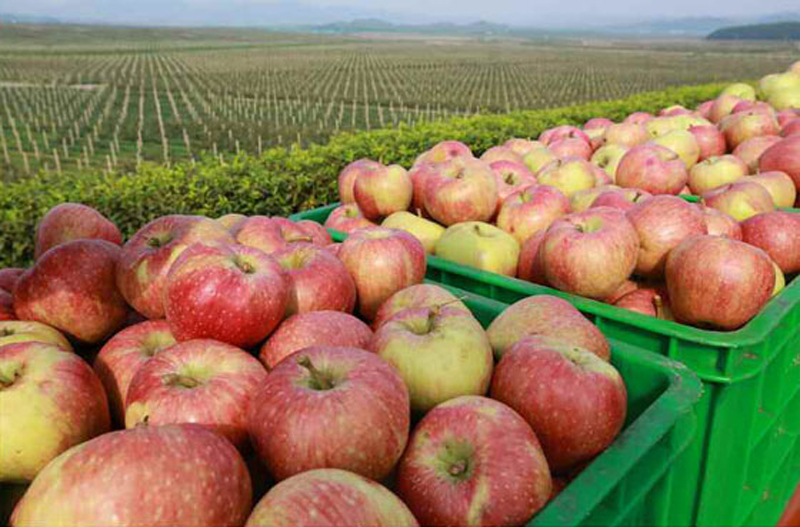 金正恩视察大同江果树综合农场 称赞水果大丰