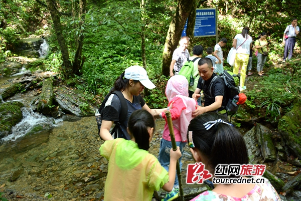 主题研学旅行走进桑植 穿越森林探索大自然秘
