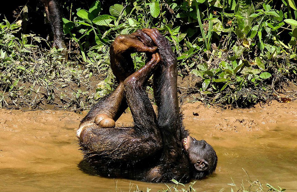 实拍刚果猩猩丛林生活 聚众嬉戏如开运动会(