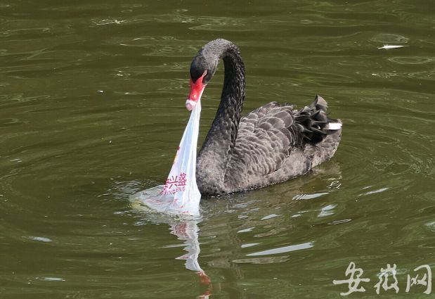 别再随意丢垃圾!合肥动物园黑天鹅争食塑料袋