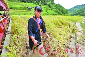下月去连南稻田捞鱼|稻田|连南|方式
