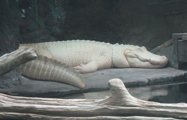 美国水族馆28岁罕见白鳄去世 众多网友留言哀悼(组图)