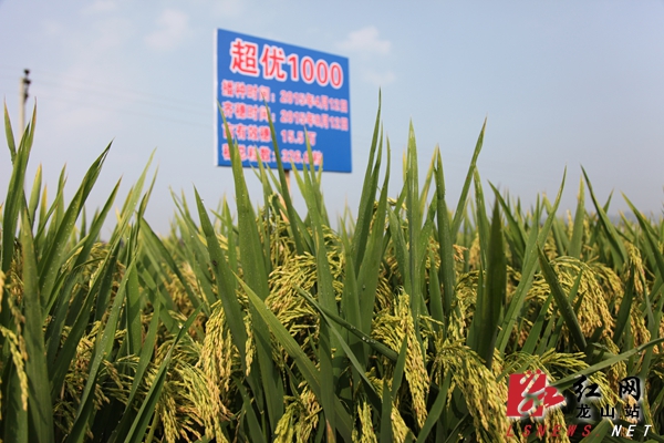 超级杂交水稻第五期高产攻关百亩示范基地,视察由他选育的"超优1000"
