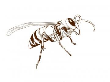 毒蜂夺命 崇州连发毒蜂伤人 两天内1死2伤|毒蜂