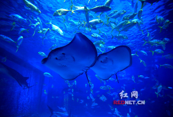 烟台海鲜城_山东烟台莱州博爱集海鲜市场的路修好了