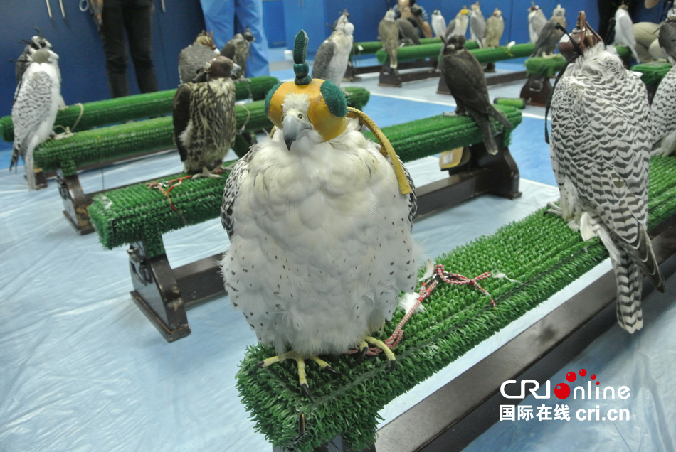 西伯利亚发现4万年前小鸟，仍呈飞行姿态，它为什么能...