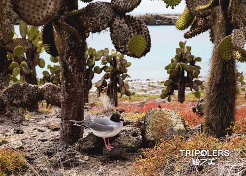 极之美与刘润一起开启加拉帕戈斯之旅|厄瓜多
