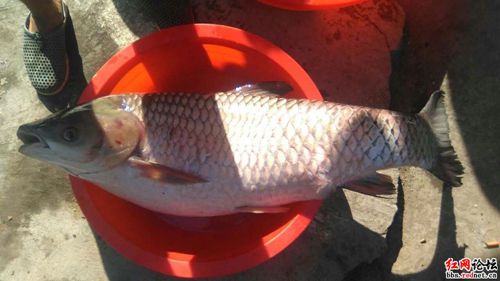 网友新宁某水库钓起38斤大草鱼 长1.26米半小