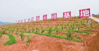 酣唱一曲油茶歌|油茶|标准化|邵阳县