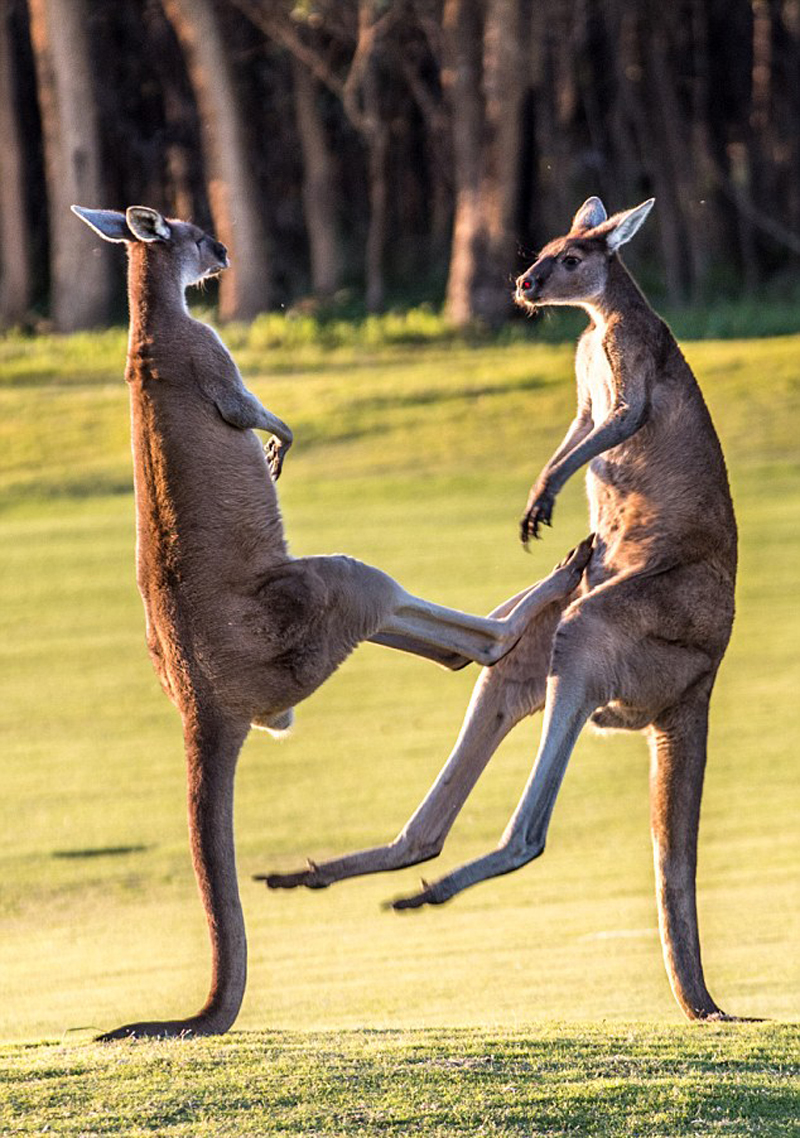 澳两袋鼠为争美人互殴 上演跆拳道大战(高