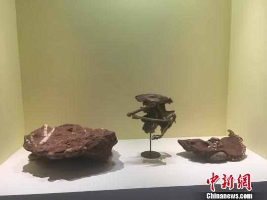 百余件恐龙蛋化石标本杭州展出 台湾捐赠模型