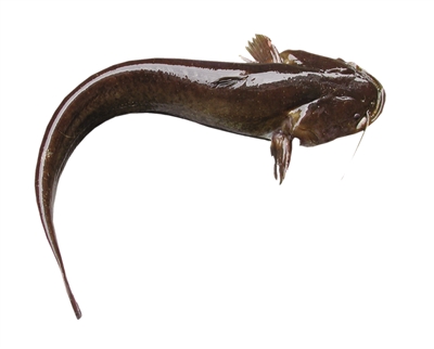 烤鱼店被曝使用垃圾鱼 店家:难道让鱼吃米饭|鲶