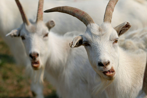 互联网+牧场 投资养羊带动产业发展|互联网|牧