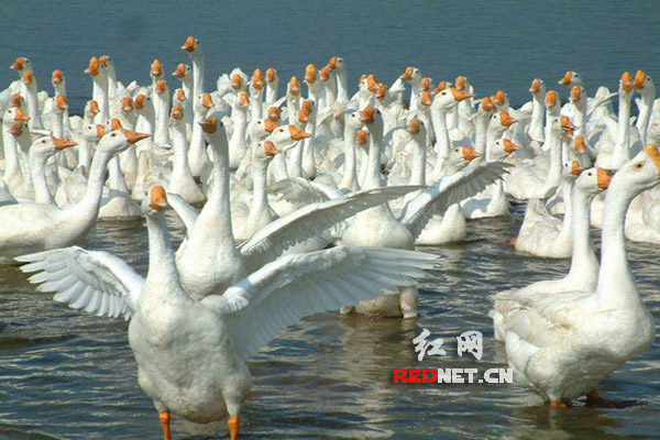 溆浦鹅:自然放养 绿色养殖|溆浦|自然|绿色