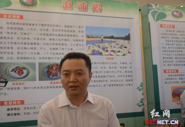 溆浦鹅:自然放养 绿色养殖|溆浦|自然|绿色