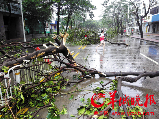 台风袭击湛江街道水深七八十厘米 路边老榕树