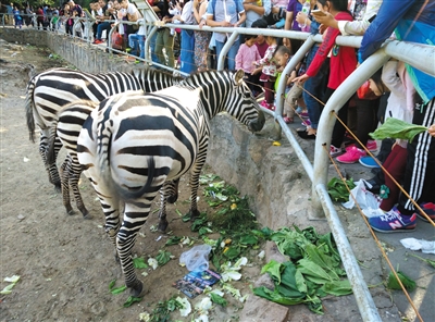10月3日下午，北京动物园内，一名游客自带叶菜投喂斑马。 新京报记者 侯润芳 摄