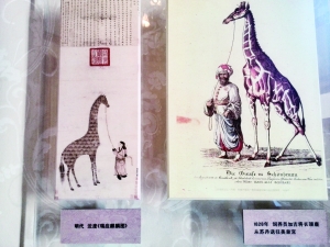 动物园首次亮家底儿|动物园|北京动物园|麒麟