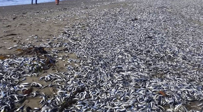 俄远东数万沙丁鱼被冲上岸 民众开车捡鱼(组图