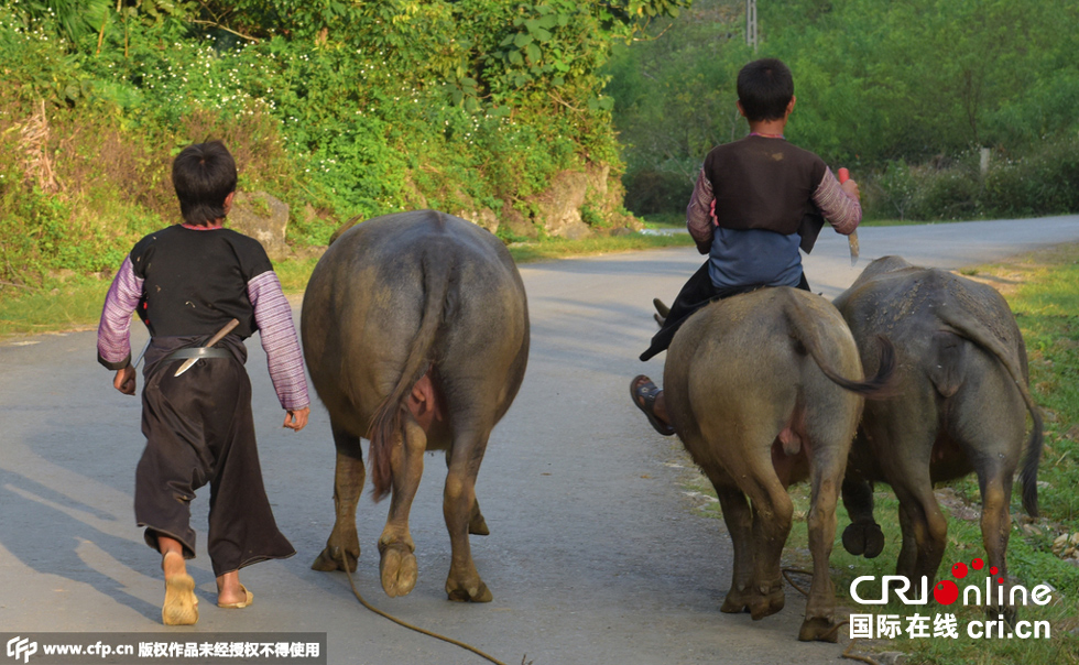 图片故事:越南赫蒙人儿童带刀放牛|越南|图片|少