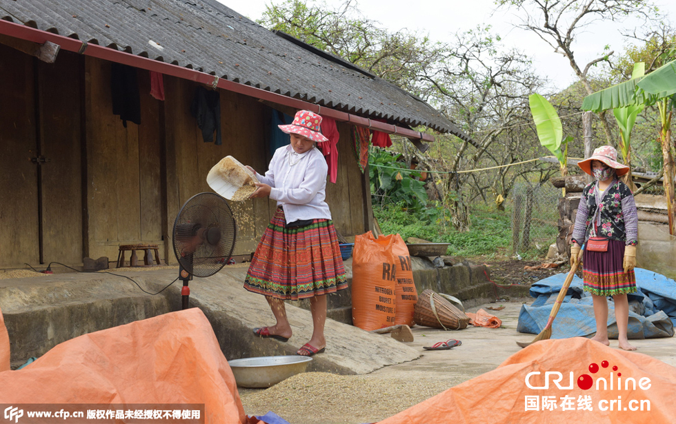 图片故事:越南赫蒙人儿童带刀放牛|越南|图片|少