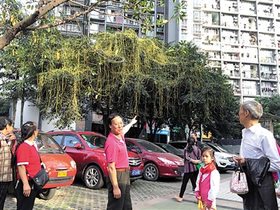 什么植物这么狠毒,居然绞死一棵大树|植物|大树