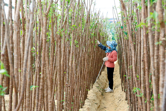 广东林业产值连年居全国第一苗木行业率先转型