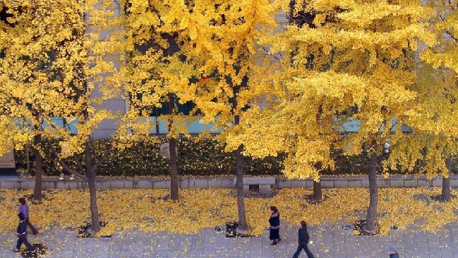 银杏果臭味扰民 首尔拟移走结果的雌银杏树