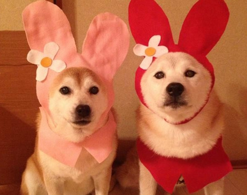 看日本逆天柴犬:可爱能干 奇葩神技样样行(图)