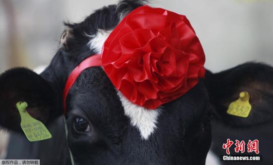 越南举办奶牛选美比赛 腿长产奶量高者易胜出