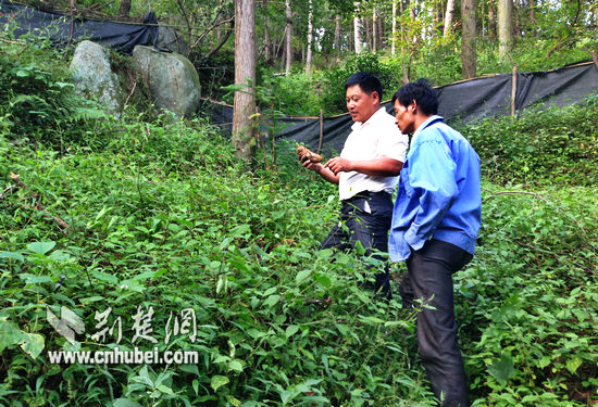 [精准扶贫]罗田农民大别山里种天麻年入30万(图