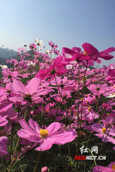 怀化黄岩的格桑花开 游客陶醉花海(组图)|格桑