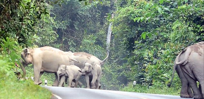 泰国摩托车噪音激怒象群 车手遭大象围攻弃车