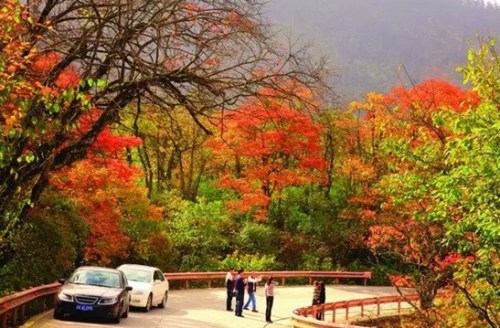 林红叶观赏时 浪漫峨眉不醉不休|红叶|峨眉山|峨眉