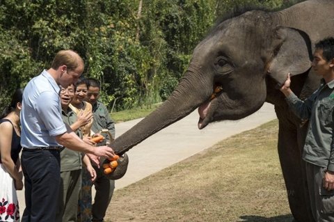 威廉王子与大象亲密接触