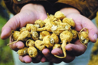 食用玛卡,哪种方法最正确?|玛卡|淀粉|技术