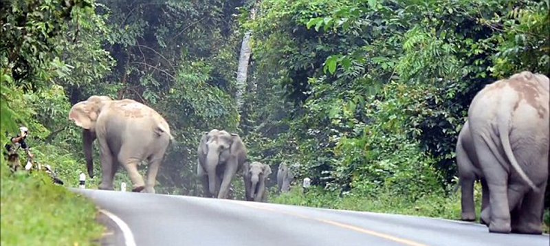 泰国摩托车噪音激怒象群 车手遭大象围攻弃车