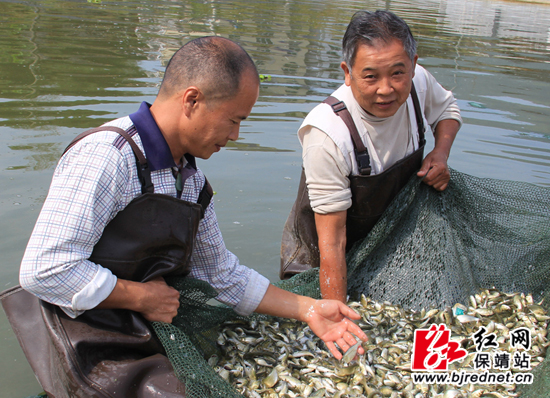 保靖县3800万尾名优鱼苗鱼种繁殖基地建成投