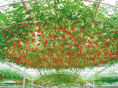 万圣节带上孩子 去逛南川生态大观园|万圣节|生态|孩子_新浪新闻