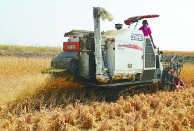 稻田收割秸秆还田|秸秆|稻田|水稻