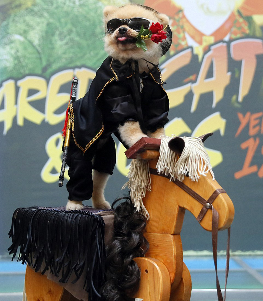 菲律宾办宠物狗时装秀 狗狗扮怪兽迎万圣节(组