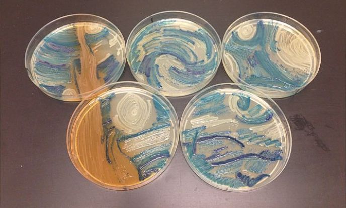 科学家的另类艺术细菌作画
